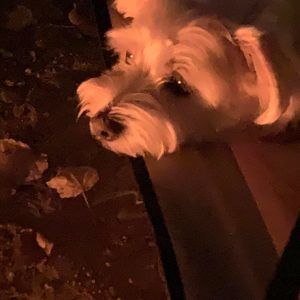 Meet your Posher, Shannon carey